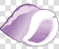 海螺